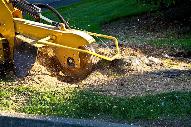 Lawn Renovation and Restoration in Lolo, MT